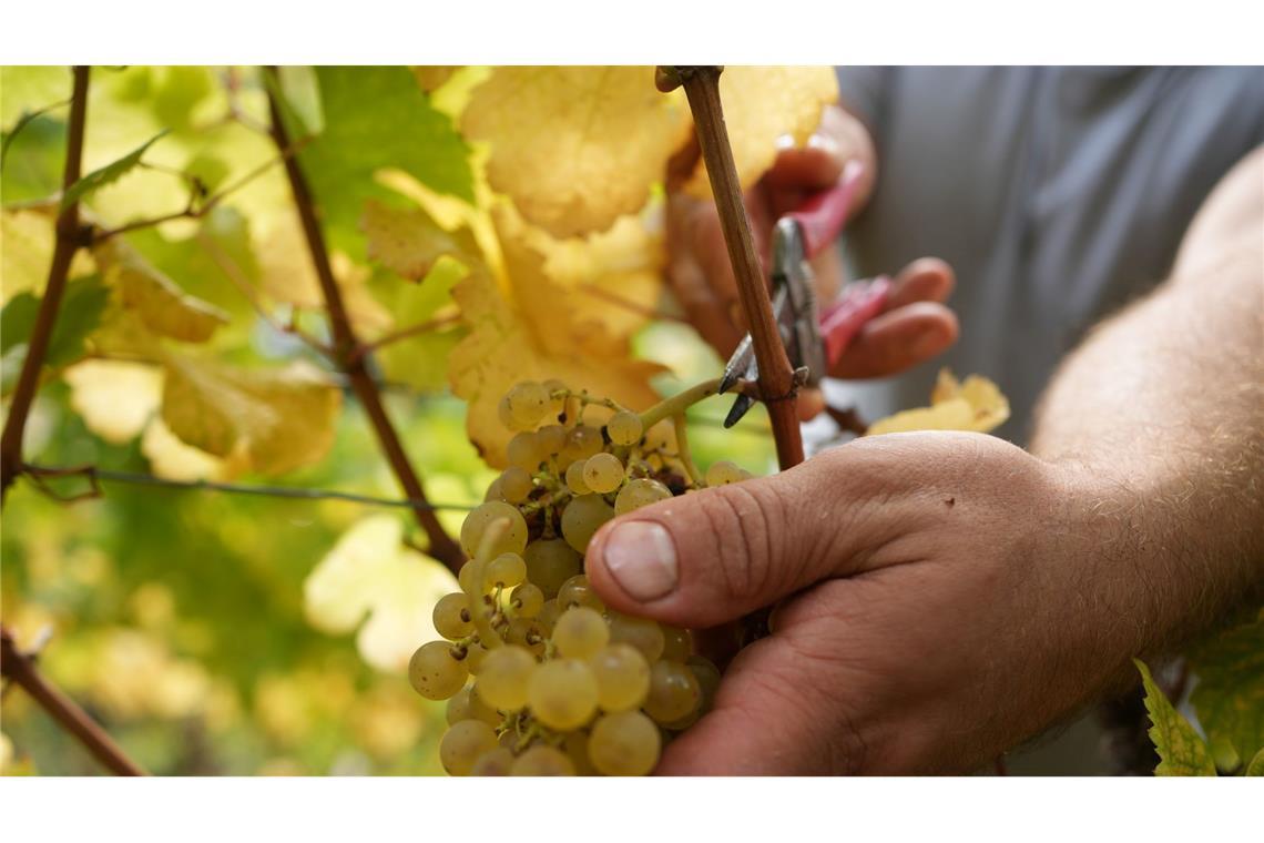 Mehr als zwei Drittel des produzierten Weins ist Weißwein.
