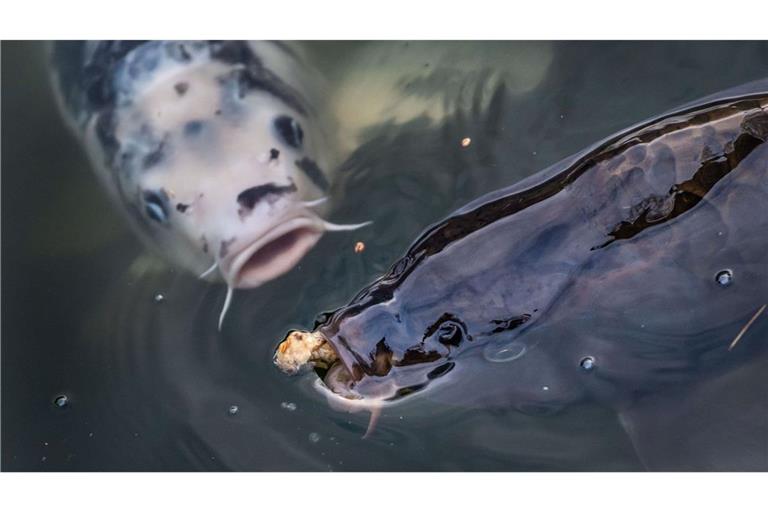 Mehrere Fische wurden gestohlen.