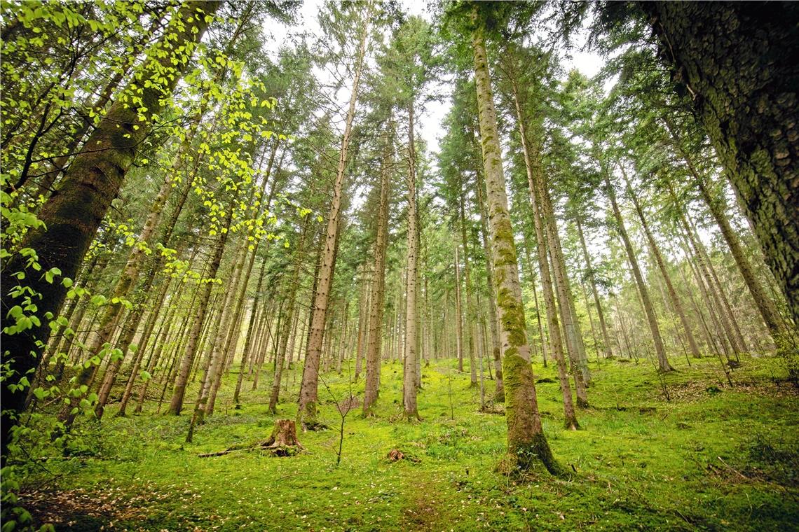 Gemeinsame Sache für bessere Holzpreise