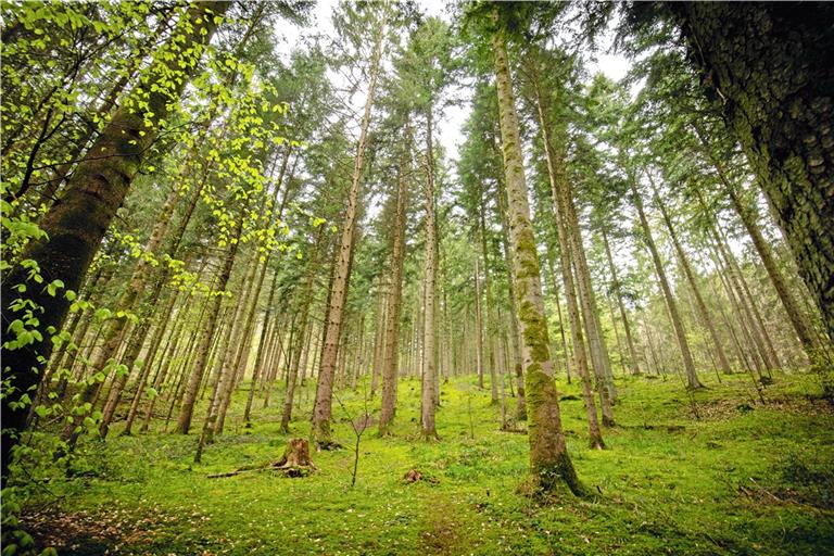 Mehrere Gemeinden haben sich zu einer Holzvermarktungsgemeinschaft  zusammengeschlossen. Archivfoto: A. Becher