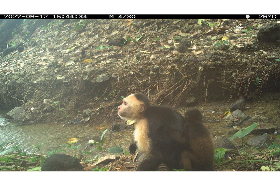 Tödliche Mode: Affenbabys als lebendes Accessoire Mehrere junge Männchen haben das Verhalten übernommen, Affenbabys zu verschleppen und herumzutragen.