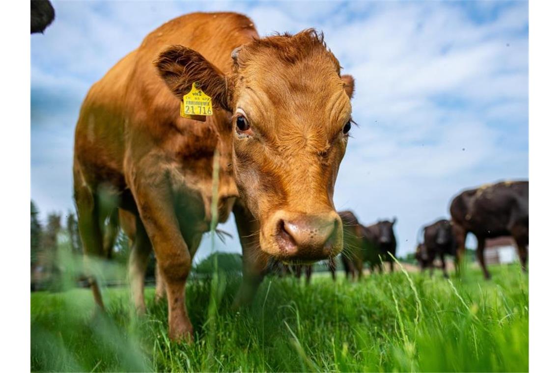 Mehrere junge Wagyu Ochsen stehen auf einer Weide. Foto: Guido Kirchner/dpa/Archivbild