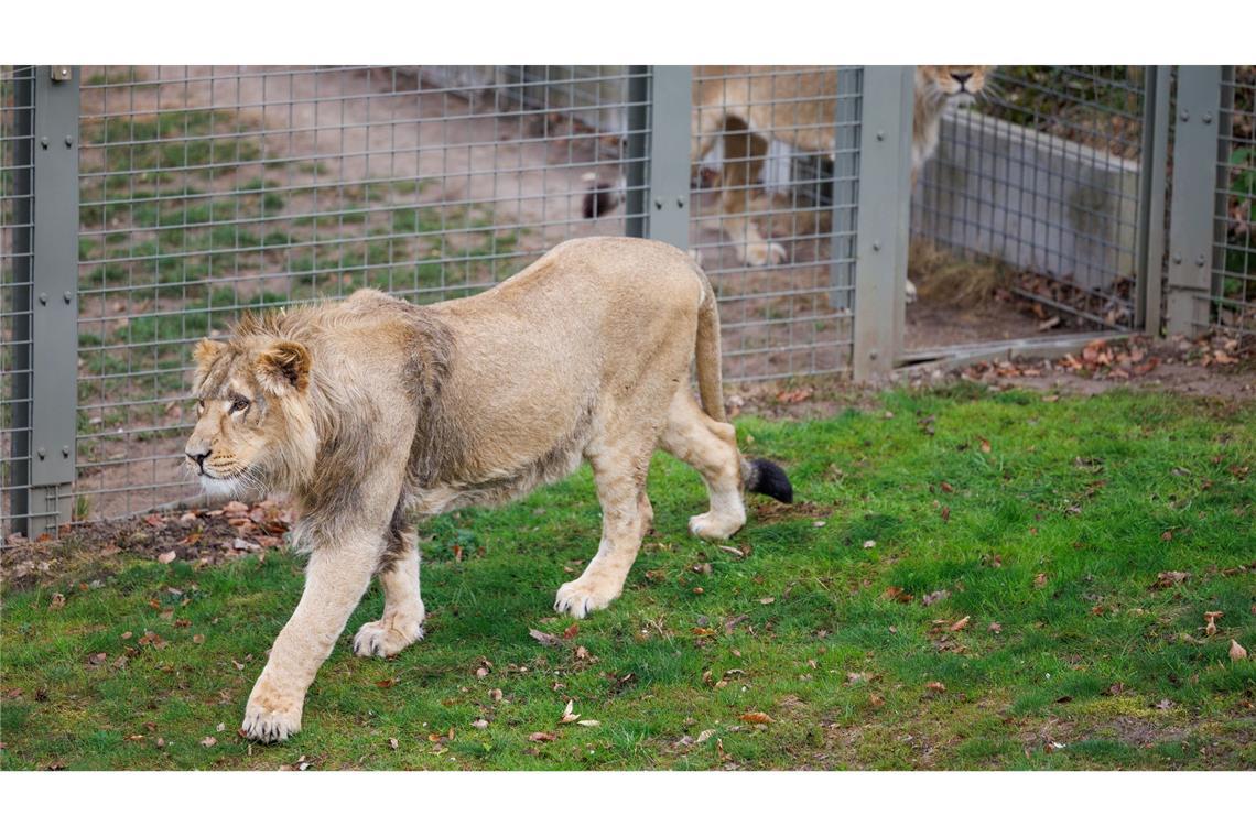 Mehrere Löwen stürzten sich auf den Zoo-Mitarbeiter. (Symbolbild)