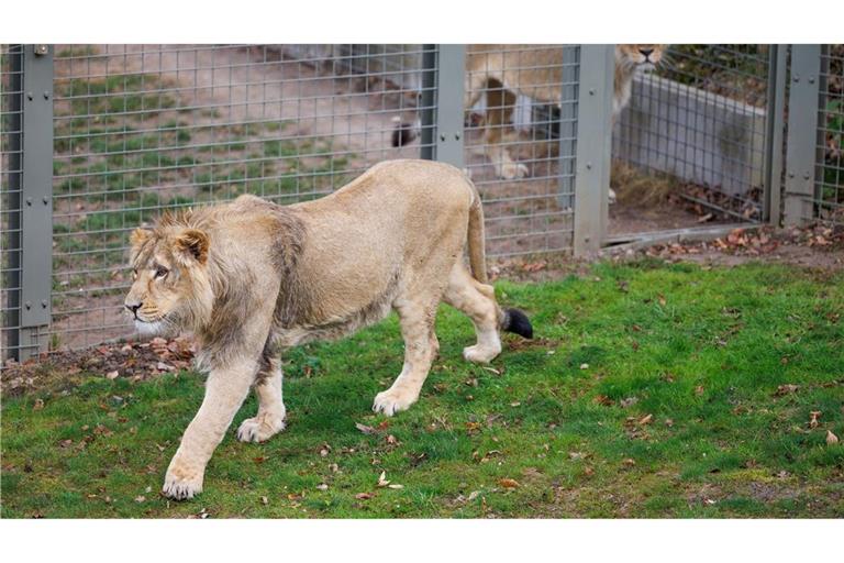 Mehrere Löwen stürzten sich auf den Zoo-Mitarbeiter. (Symbolbild)