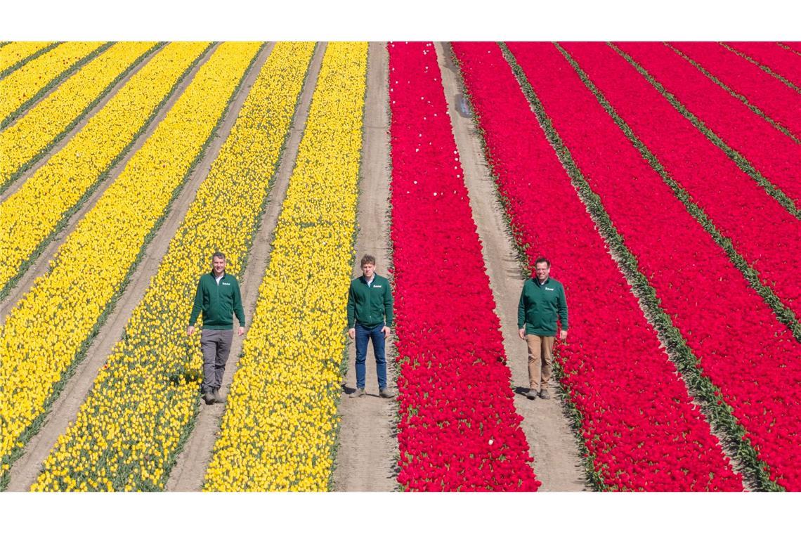 Mehrere Millionen Tulpen in verschiedenen Farben sorgen für bunte Felder.