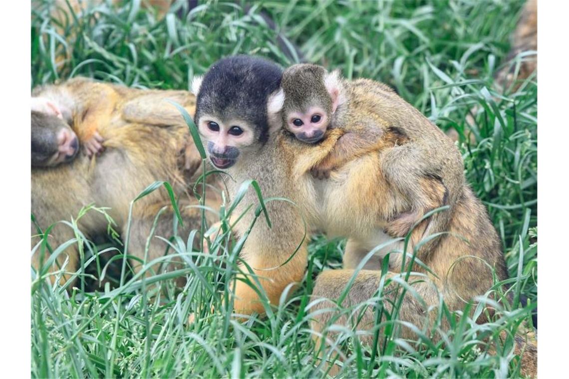 Mehrere Totenkopfäffchen mit Jungen sitzen im Gras. Foto: Franziska Kraufmann/Zoo Wilhelma/dpa