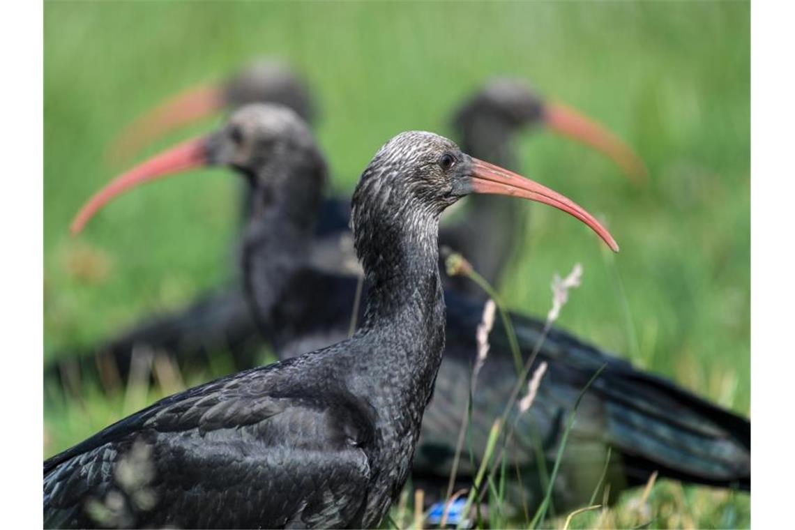 Zwischenziel erreicht: Waldrappe erwarten Nachwuchs Mehrere Waldrappe sitzen auf einer Wiese. Foto: Felix Kästle/dpa/Archivbild