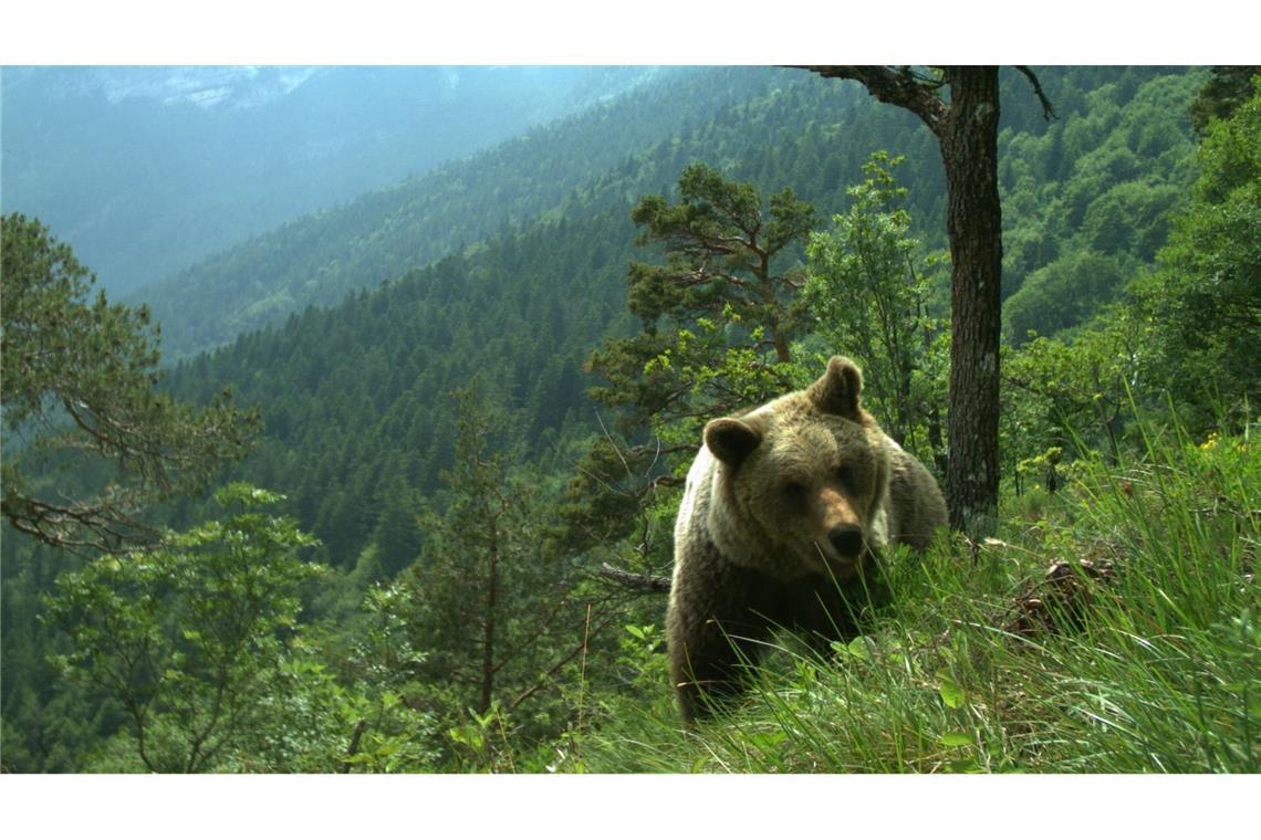 Bären im Trentino: Erst geholt, dann geschossen Mehrfach gab es im Trentino Attacken von Bären auf Menschen. (Symbolfoto)