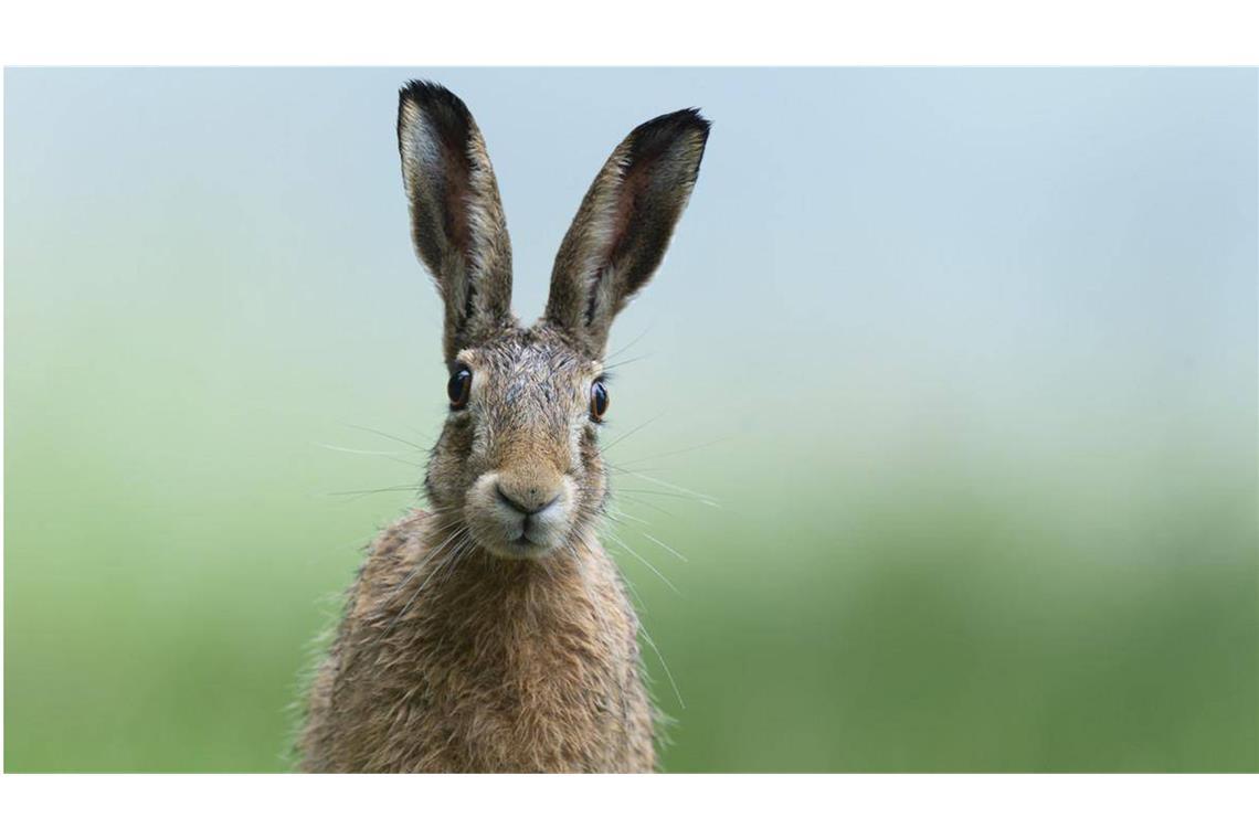 Mein Name ist Hase, ich weiß von nichts!