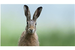 Mein Name ist Hase, ich weiß von nichts!