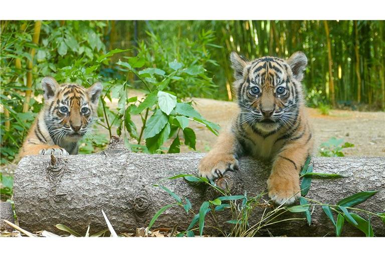 Meist kommen mehrere Tiger zur Welt.