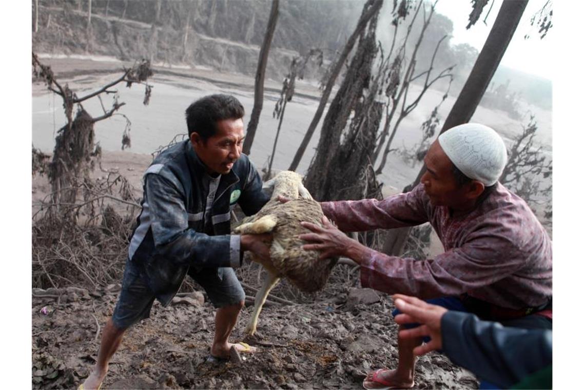 Menschen evakuieren ein Schaf nach dem Ausbruch des Vulkans Semeru im Dorf Sumberwuluh in Ostjava. Foto: Bayu Novanta/XinHua/dpa