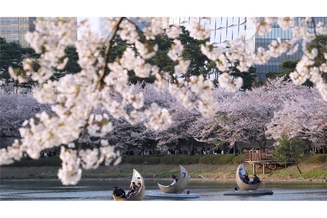 Menschen fahren in Seoul mit Booten in einem Park neben blühenden Kirschblüten.