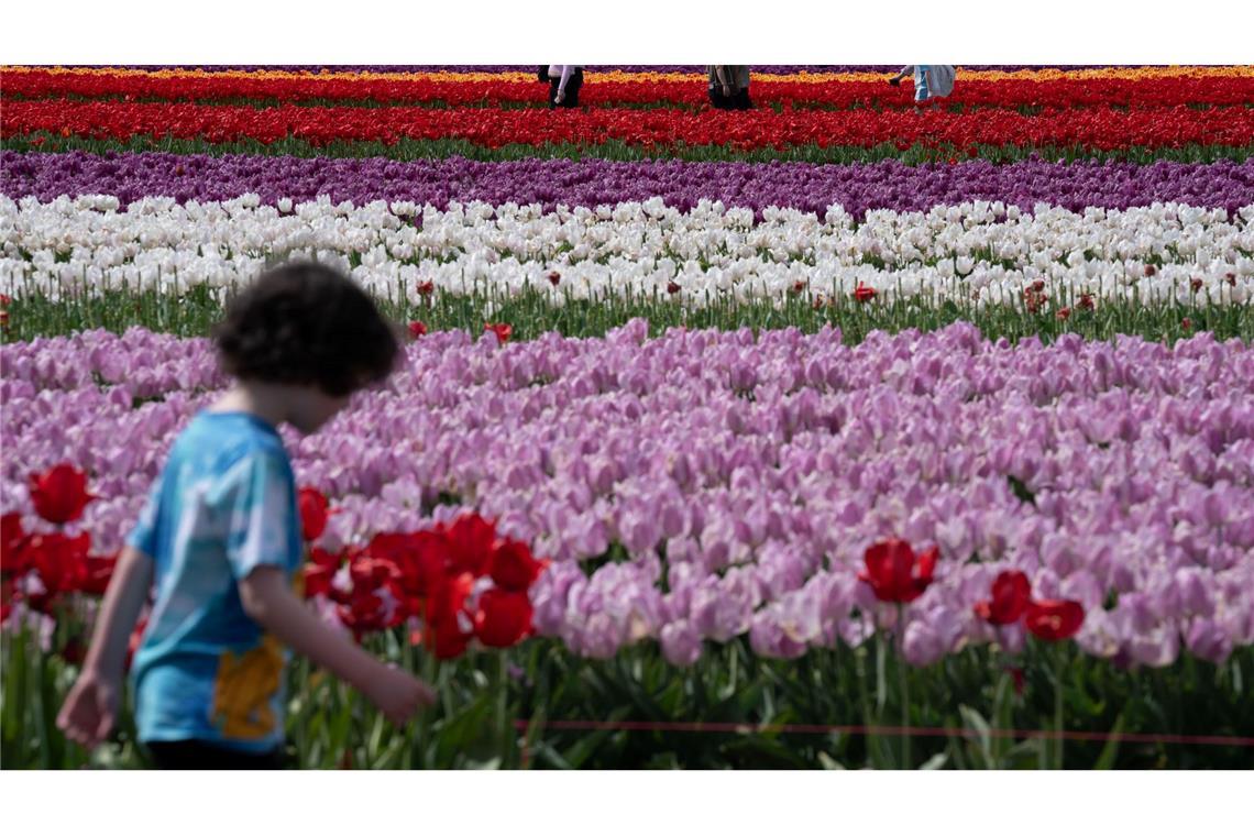 Menschen gehen zwischen Tulpen auf der Wooden Shoe Tulpenfarm im US-Bundesstaat Oregon.