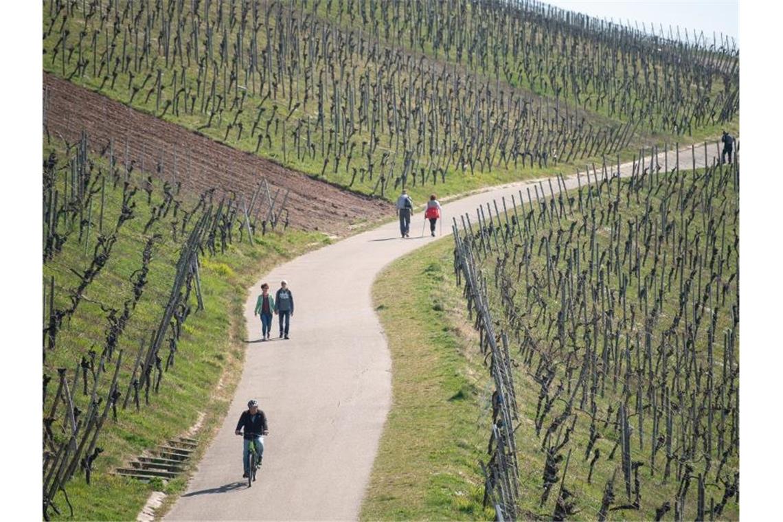 Menschen in Zweiergruppen oder auf Fahrrädern sind auf einem Weg in einem Weinberg. Foto: Sebastian Gollnow/dpa/Symbolbild