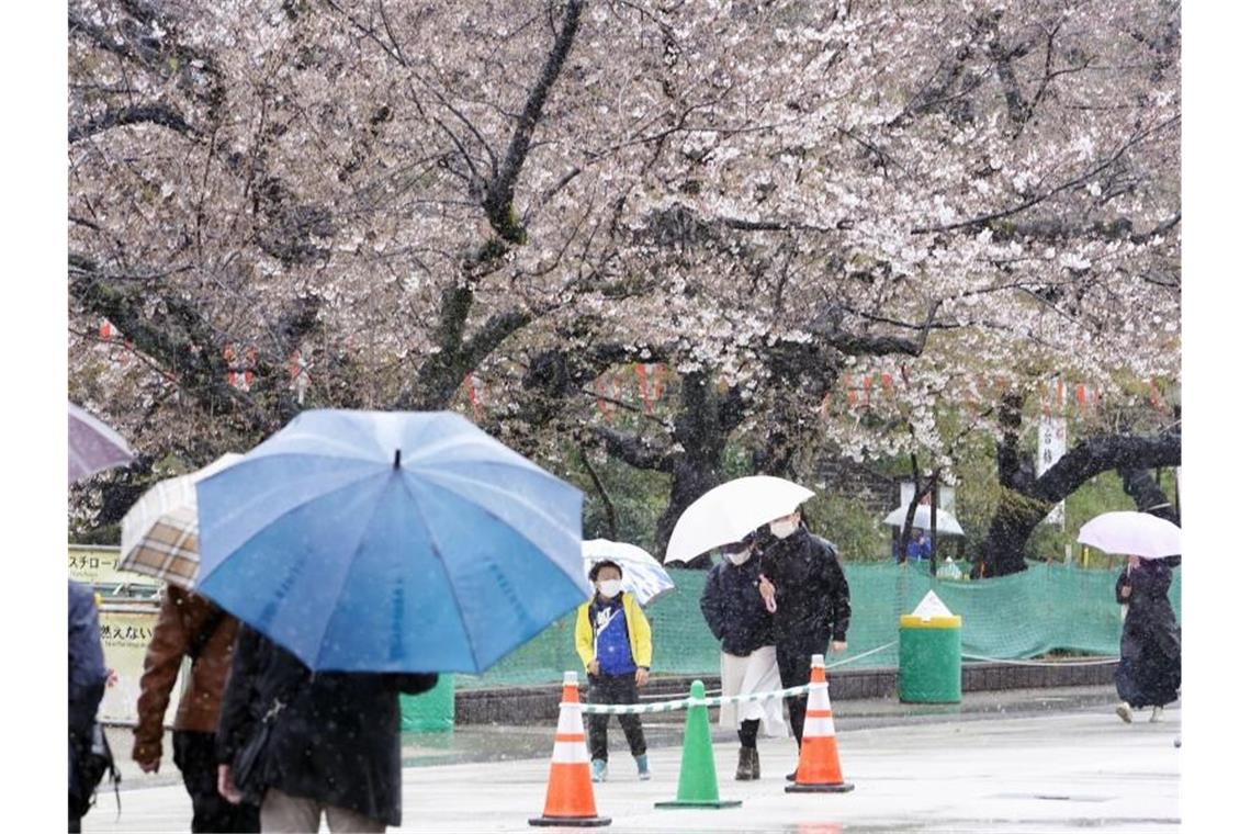Menschen spazieren bei Regen an Kirschblüten im Ueno Park in Tokio vorbei. Foto: -/kyodo/dpa