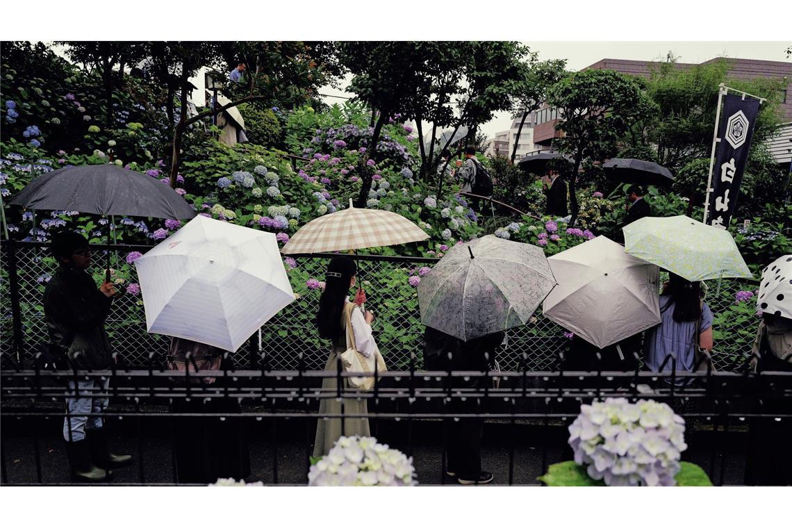 Bilder des Tages Menschen stehen Schlange, um blühende Hortensien im Regen am Hakusan-Schrein zu betrachten, zu Beginn der Regenzeit in Tokio.