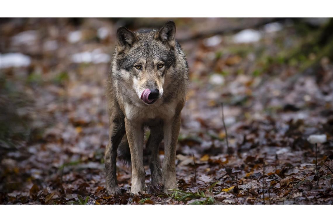 Menschliche Eingriffe beeinflussen den Bestand von Rothirschen stärker als der Wolf.