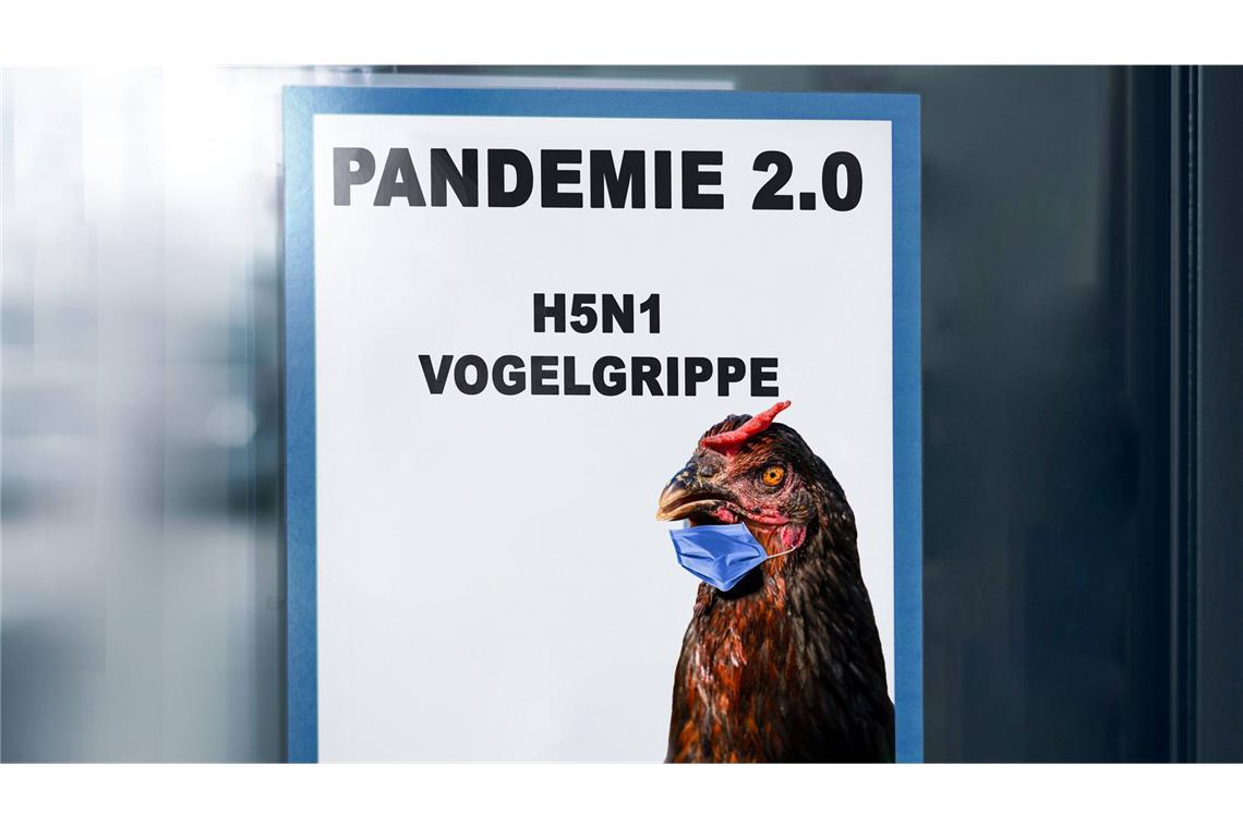 Menschliche Infektionen treten bei der Vogelgrippe H5N1 bisher nur vereinzelt auf. Die Symptome reichen nach Angaben von Seuchenmedizinern von Augen- oder Atemwegsinfektionen bis hin zu schweren Erkrankungen wie Lungenentzündungen, die zum Tod führen können.