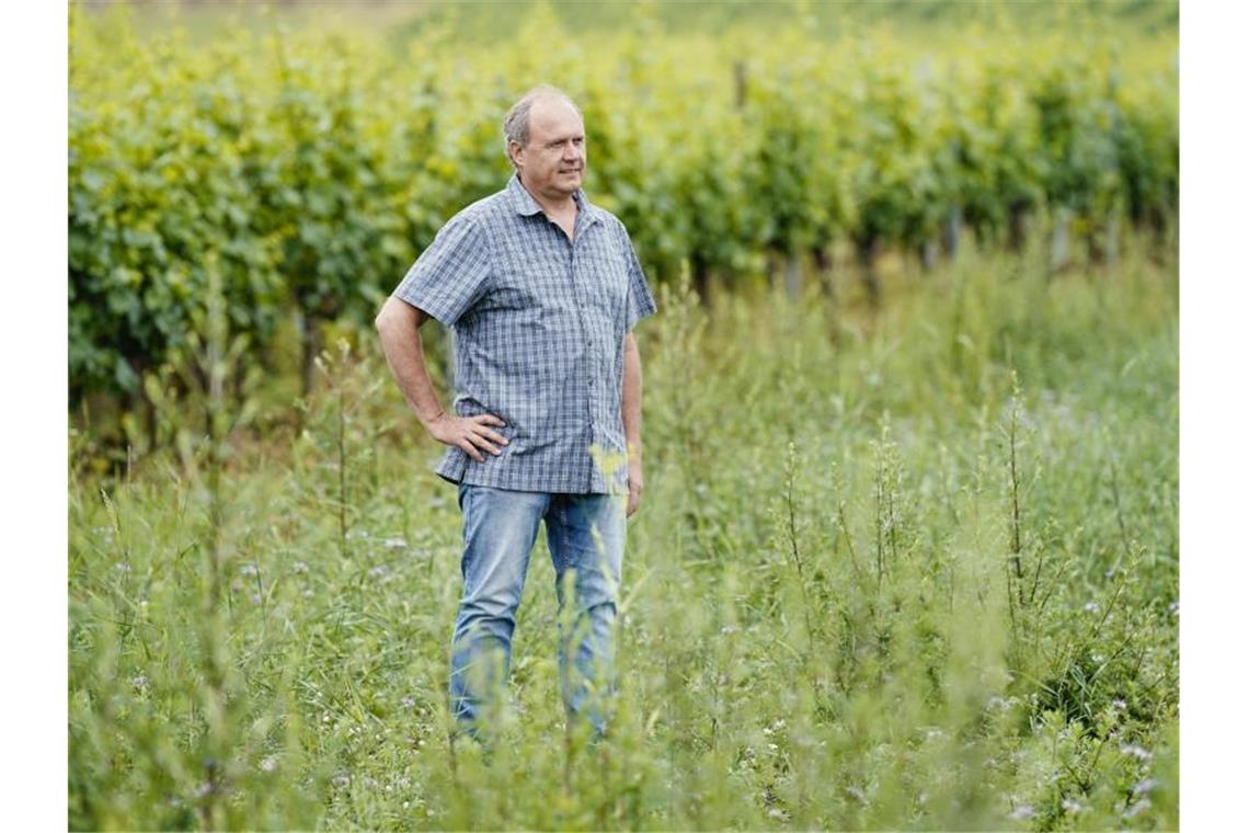 Viele Rebflächen im Südwesten liegen brach