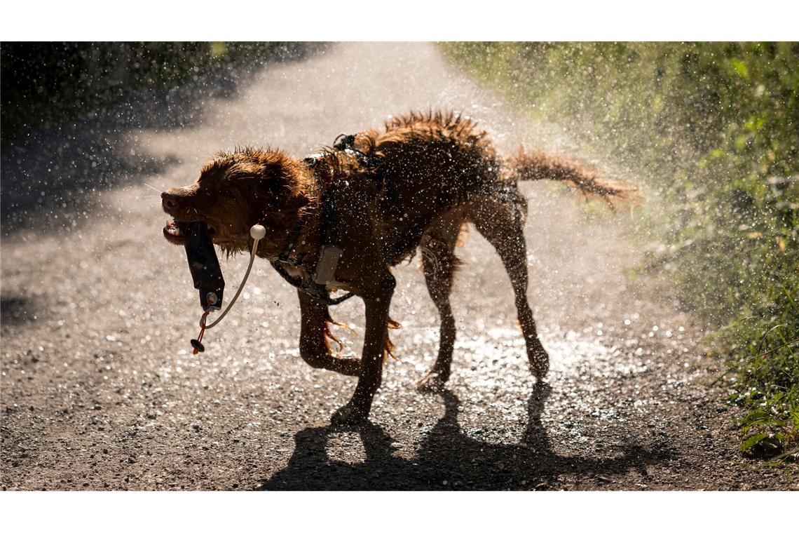 Mila, eine Nova Scotia Duck Tolling Retriever-Hündin, schüttelt sich nach einem Bad in der Limmat an einem heißen Tag in Zürich.