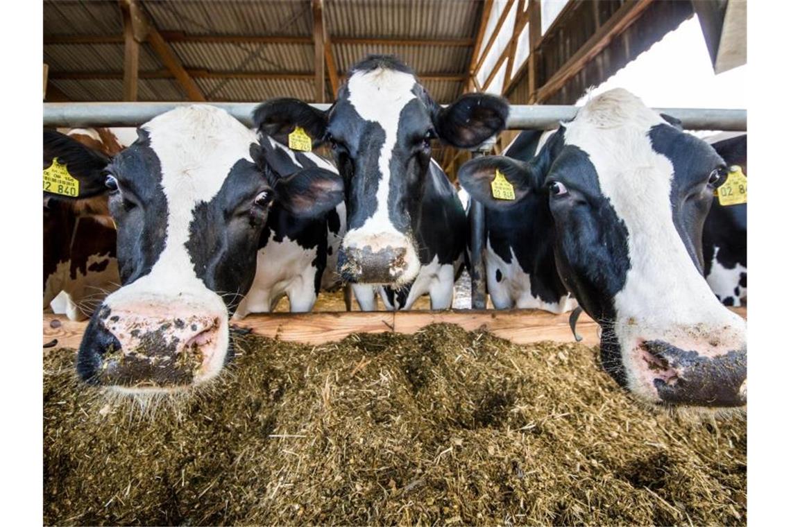 Milchkühe fressen von einer Futtermischung. Foto: Christoph Schmidt/Archiv