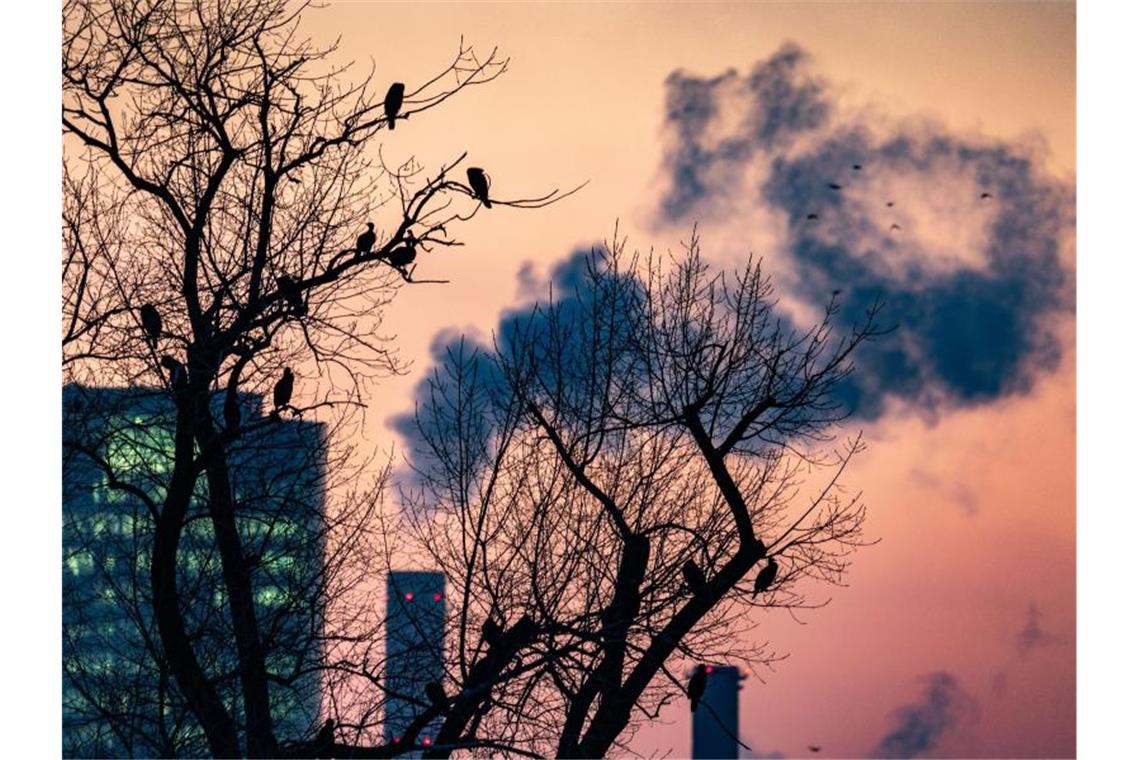 Milde Luft in Deutschland: Die Temperaturen klettern am Freitag mancherorts auf bis zu neun oder zehn Grad. Foto: Frank Rumpenhorst/dpa