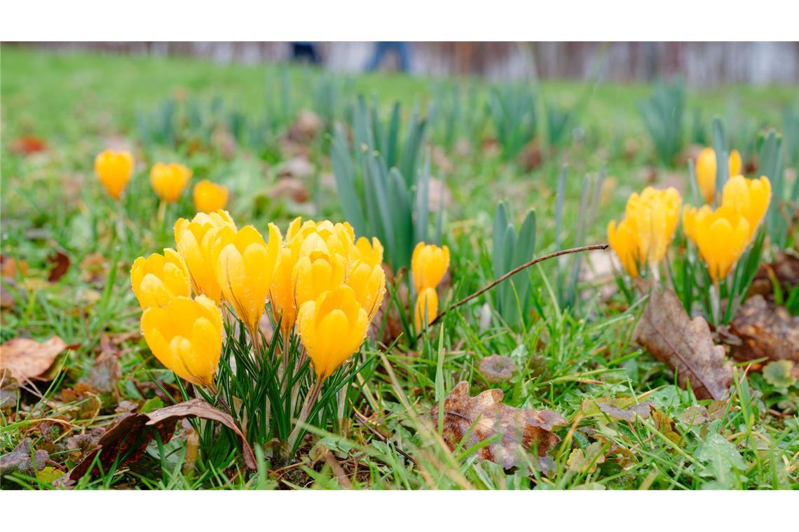 Milde Temperaturen sind für die nächsten Tage vorhergesagt.