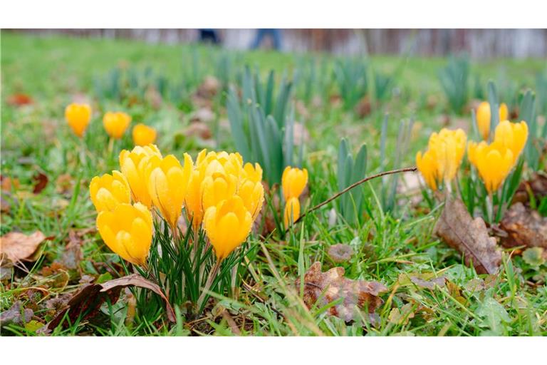 Milde Temperaturen sind für die nächsten Tage vorhergesagt.