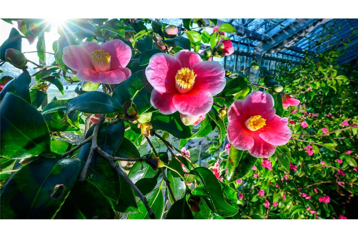 Milde Temperaturen sind für die nächsten Tage vorhergesagt.