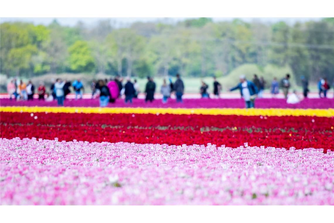 Bilder des Tages Millionen bunter Tulpen im Landkreis Gifhorn