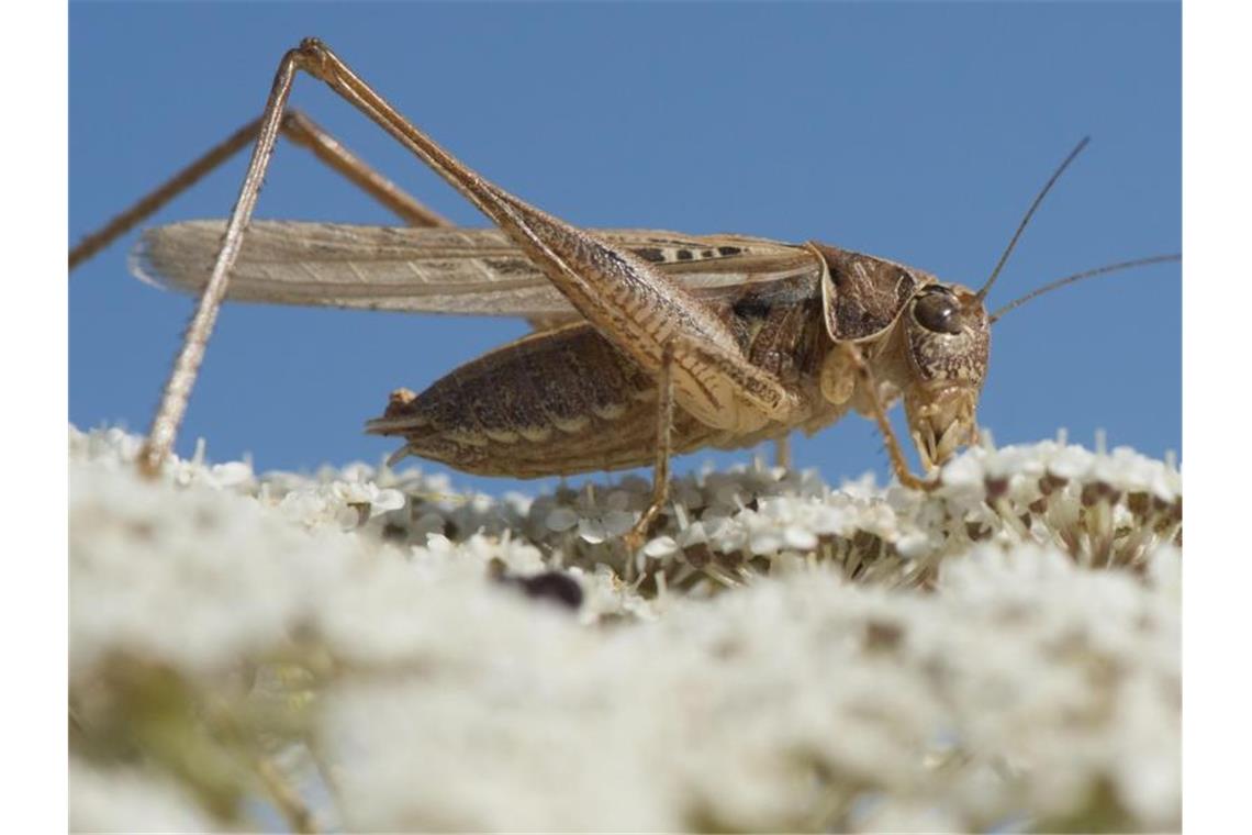 Heuschrecken-Invasion auf Sardinien Millionen Heuschrecken haben die italienische Urlaubsinsel Sardinien heimgesucht. Bis zu 2000 Hektar im Landesinneren sind befallen. Foto: Robin Loznak/Zuma Press