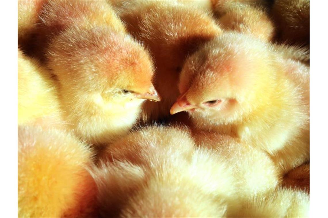 Massenhaftes Kükentöten ist nur noch übergangsweise zulässig Millionen männlicher Küken werden jährlich vergast, weil ihre Aufzucht unwirtschaftlich ist. Foto: Bernd Wüstneck