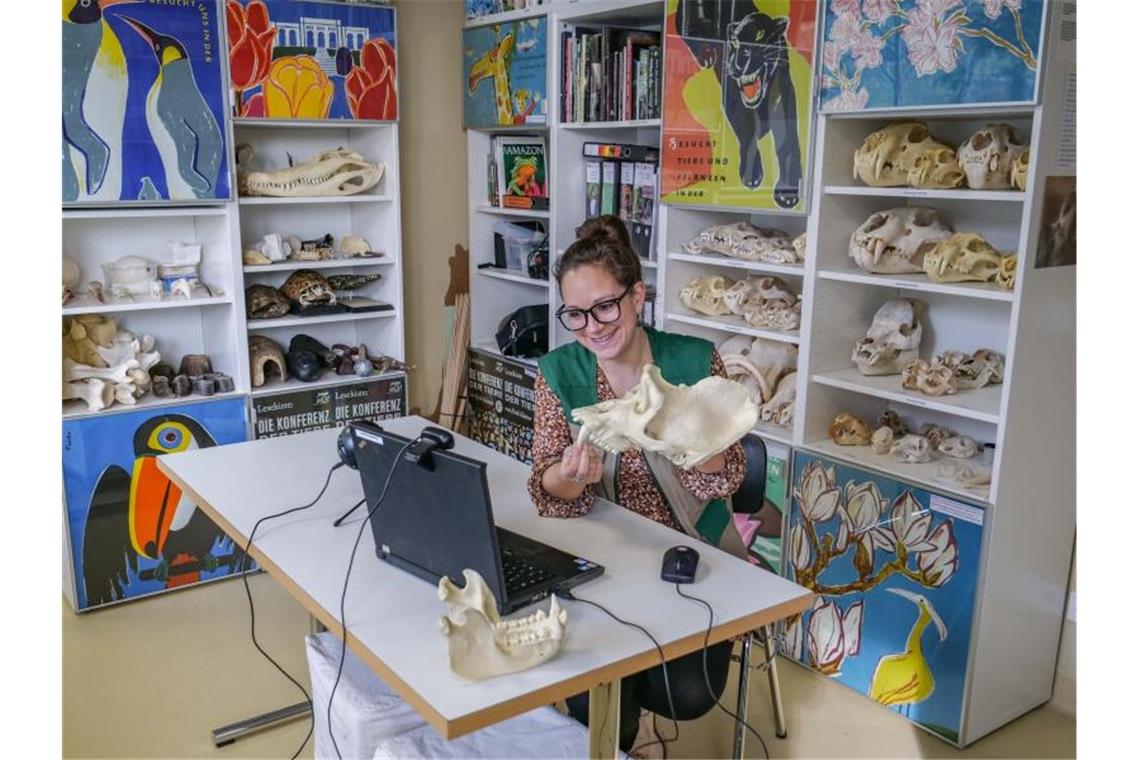 Wilhelma bietet digitales Angebot für Schulklassen Miriam Wüst von der Stuttgarter Wilhelma präsentiert das Modell eines Gorilla-Schädels. Foto: Harald Knitter/Wilhelma Stuttgart/dpa