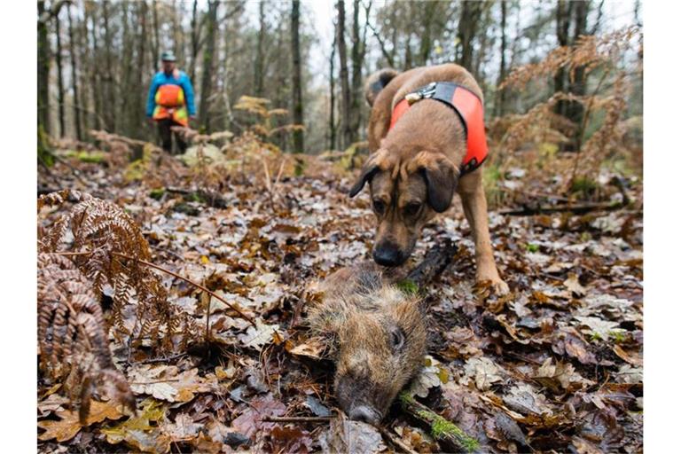 Mischling Otto hat ein Stück Wildschwein aufgespürt, das zum Training ausgelegt wurde. Otto ist ausgebildet, tote Wildschweine aufzuspüren, die auf das Virus 'Afrikanische Schweinepest' (ASP) untersucht werden sollen. Foto: Oliver Dietze/dpa