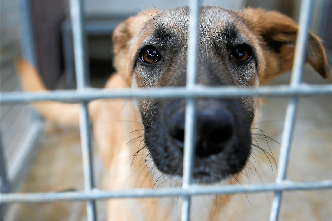 Wo Tiere auf ihr Traumzuhause warten Mischlingshündin Riley ist erst seit Dezember im Tierheim.Foto: A. Becher