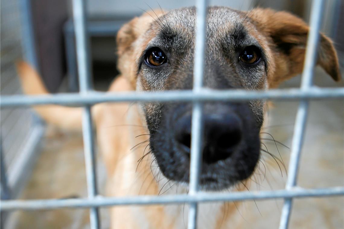 Mischlingshündin Riley ist erst seit Dezember im Tierheim.Foto: A. Becher