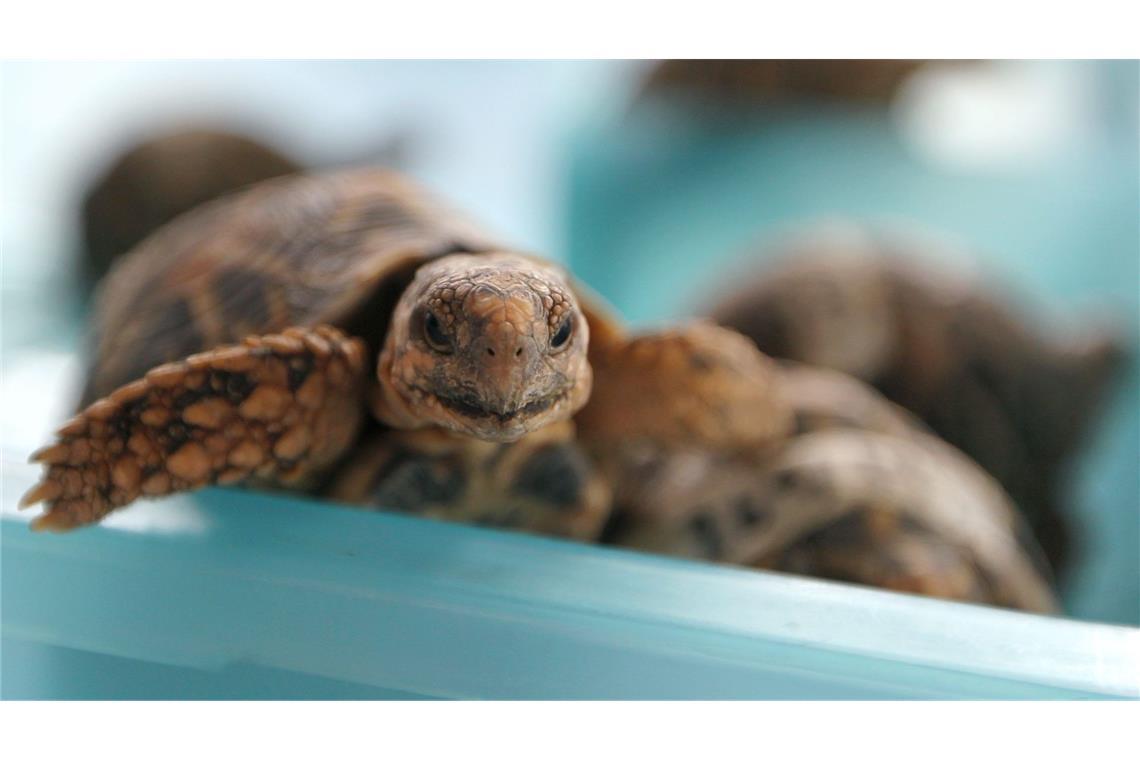 Mit 30 Schildkröten am Körper versuchte eine junge Frau, am Flughafen Bangkok unbemerkt durch die Kontrolle zu kommen. Bild zeigt nicht die am Flughafen in Bangkok entdeckten Tiere  (Archivfoto).