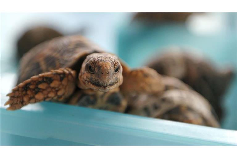 Mit 30 Schildkröten am Körper versuchte eine junge Frau, am Flughafen Bangkok unbemerkt durch die Kontrolle zu kommen. Bild zeigt nicht die am Flughafen in Bangkok entdeckten Tiere  (Archivfoto).