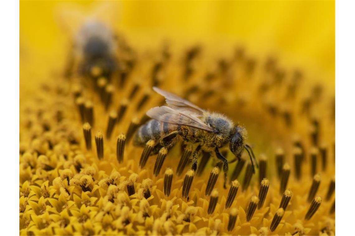 Mit Blütenstaub überzogen ist eine Biene, die über die Blüte einer Sonnenblume krabbelt. Foto: Boris Roessler/Archiv