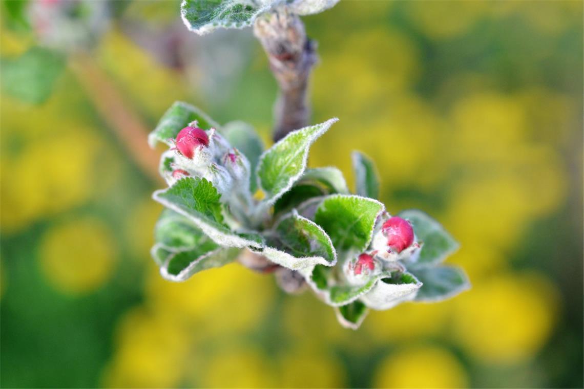 Mit dem Ende der Eisheiligen endet meist auch die Frostgefahr.