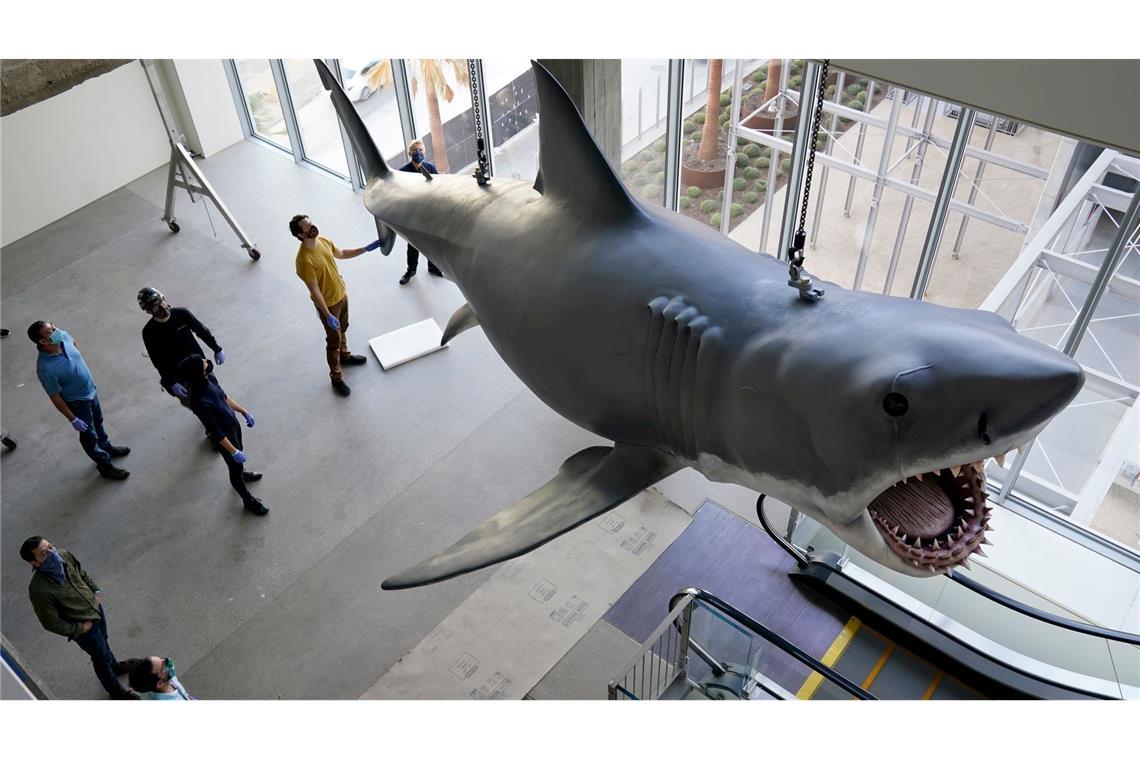 Daa-dam, Daa-dam: 50 Jahre "Der weiße Hai" Mit dem mechanischen Hai "Bruce", hier restauriert im Academy Museum of Motion Pictures in Los Angeles, gab es bei den Dreharbeiten zu "Der weiße Hai" mannigfaltige Probleme. (Archivbild)