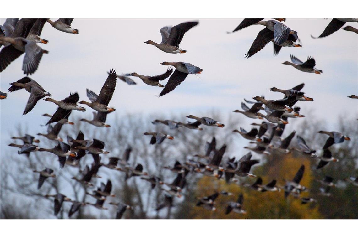 Vogelgrippe breitet sich aus – Tausende Kraniche verendet Mit dem Vogelzug erhöht sich alljährlich im Herbst die Gefahr, dass auch das Vogelgrippe-Virus eingeschleppt wird. (Symbolbild)