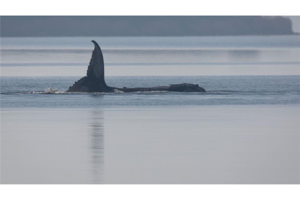 Lenken des Wals von Booten aus wird versucht