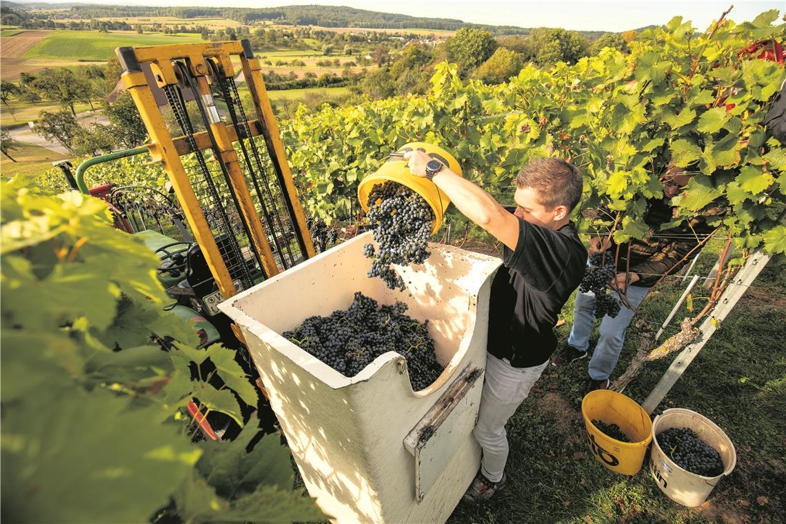Hohe Qualität und bestes Traubenaroma Mit den frühen Sorten Dornfelder, Regent und Acolon hat die Lese 2019 begonnen: Daniel Ferber hier bei der Lese im Föhrenberg. Foto: A. Becher
