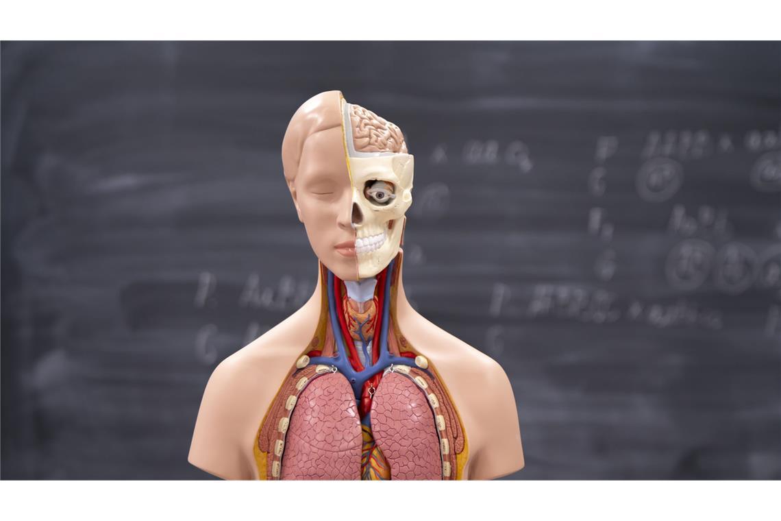 Wir atmen täglich Zehntausende Mikroplastikteile ein Mit der Luft atmen wir die Mikro- und Nano-Plastikpartikel ein. Wo sie im Körper landen, hängt zum Beispiel von der Atemgeschwindigkeit ab, wie Wissenschaftler herausgefunden haben.