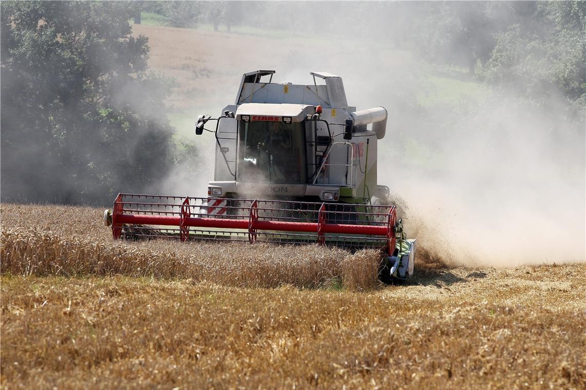 Erntebilanz: Futterversorgung könnte zum Problem werden Mit der Weizenernte sind die Landwirte noch relativ zufrieden. Der Mais allerdings leidet extrem unter der Trockenheit. Archivfoto: Edgar Layher