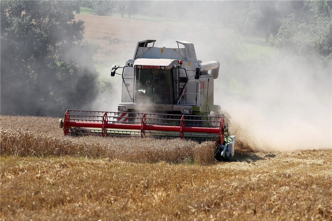 Mit der Weizenernte sind die Landwirte noch relativ zufrieden. Der Mais allerdings leidet extrem unter der Trockenheit. Archivfoto: Edgar Layher