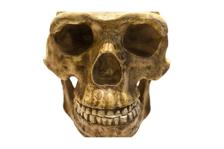 Mit diesen Beißerchen konnte der Homo antecessor vor 850.000 Jahren kräftig zubeißen – und auch Artgenossen verspeisen.