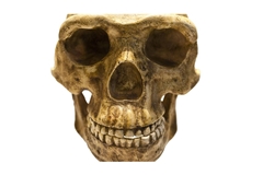Mit diesen Beißerchen konnte der Homo antecessor vor 850.000 Jahren kräftig zubeißen – und auch Artgenossen verspeisen.